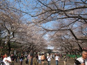 上野散策:春の芸術鑑賞_d0010432_1391171.jpg