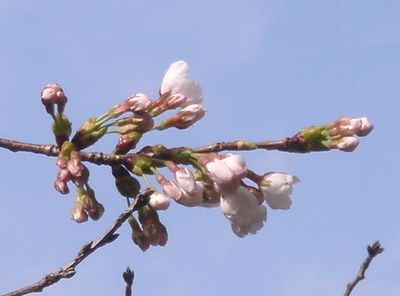 桜の開花_e0152233_950249.jpg