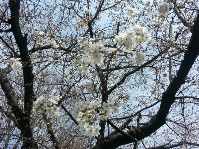 ご近所の桜♪_d0219834_9542336.jpg