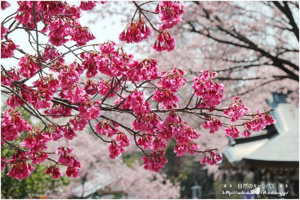 安行桜が綺麗でした！！！！！・・・・・・NO2_e0052135_21494498.jpg