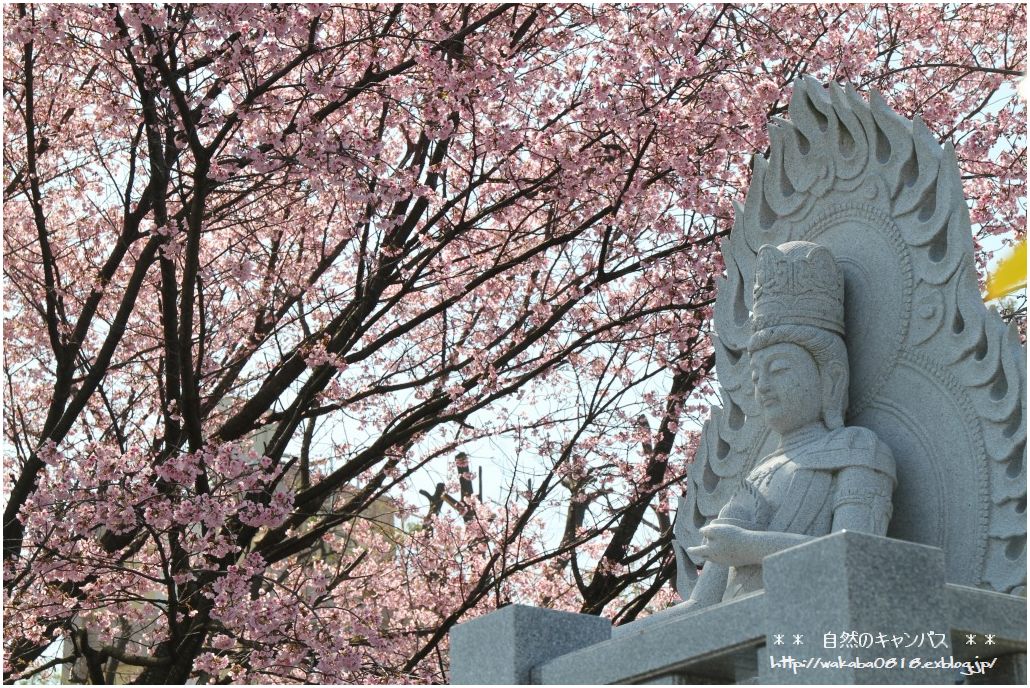 安行桜が綺麗でした！！！！！・・・・・・NO2_e0052135_21501514.jpg