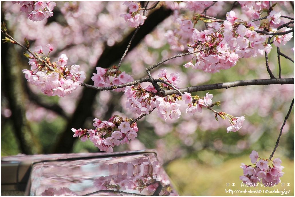 安行桜が綺麗でした！！！！！・・・・・・NO2_e0052135_2151437.jpg