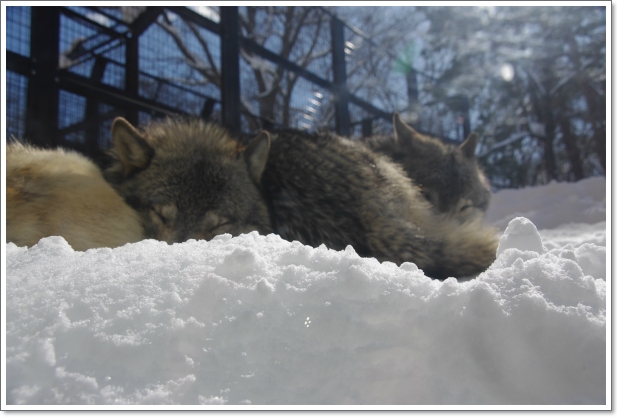 円山動物園　\'13.02.26-19　シンリンオオカミ_f0218836_2245413.jpg