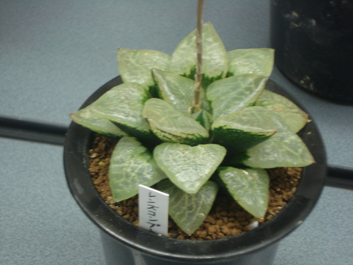 c0261240_1838238.jpg