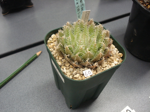 c0261240_1839360.jpg