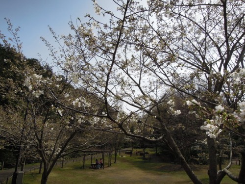 春分の日 ~ おはぎ ~_e0222340_1783772.jpg