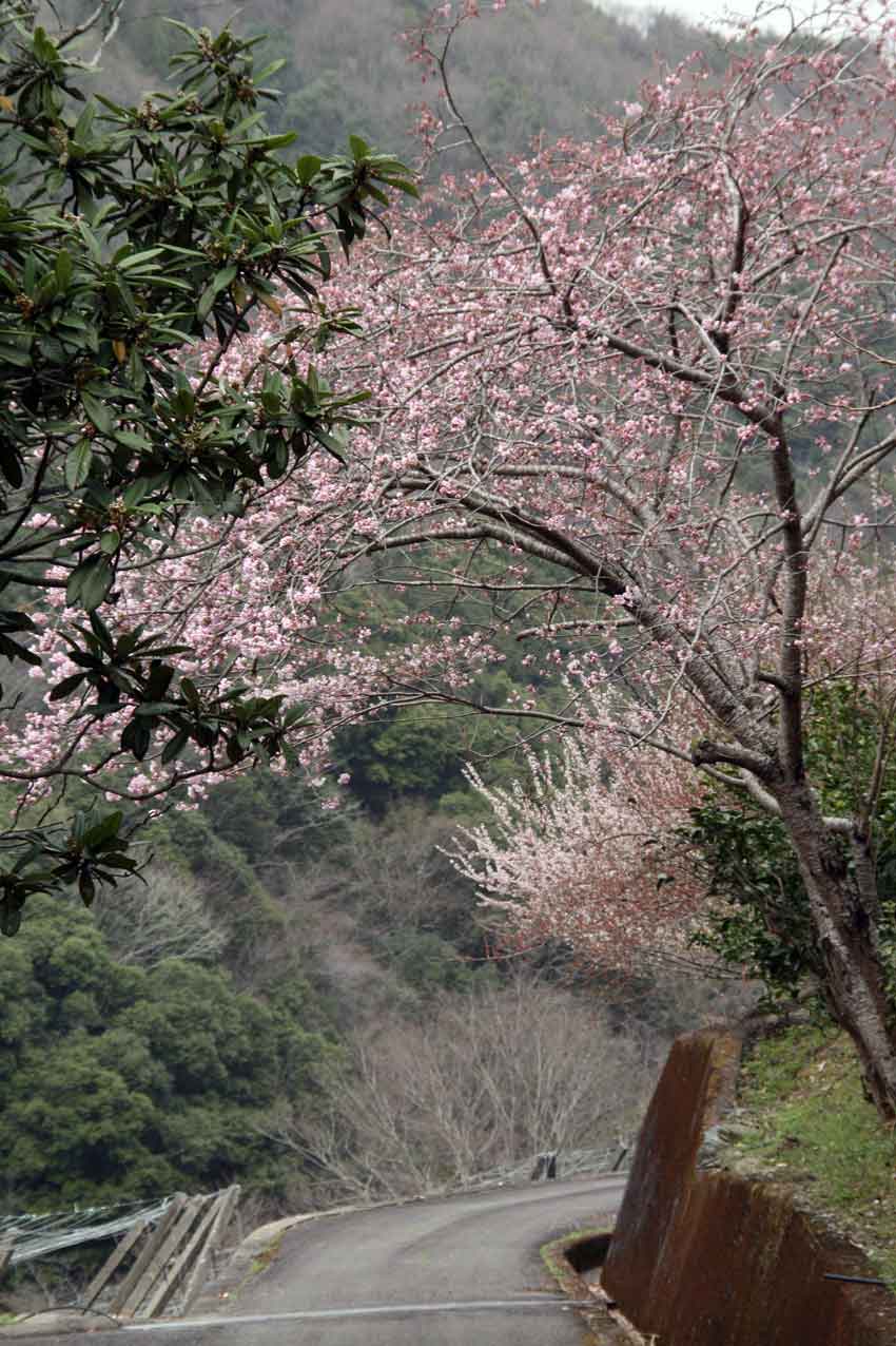 桜の花が開花しました!!_d0058941_2030673.jpg