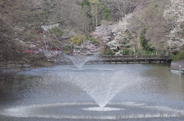 井の頭公園サクラだより(1) ・・・五分咲きくらいかな？_a0009142_13144993.jpg