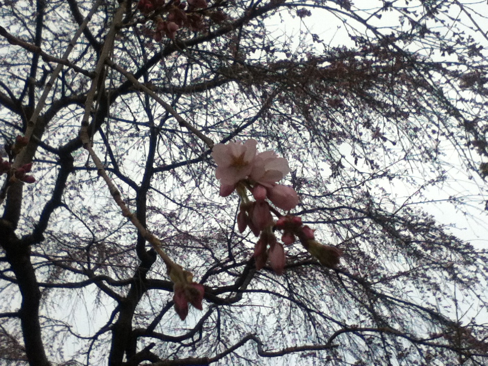 長瀞法善寺のしだれ桜咲き始め_e0224842_22564624.jpg