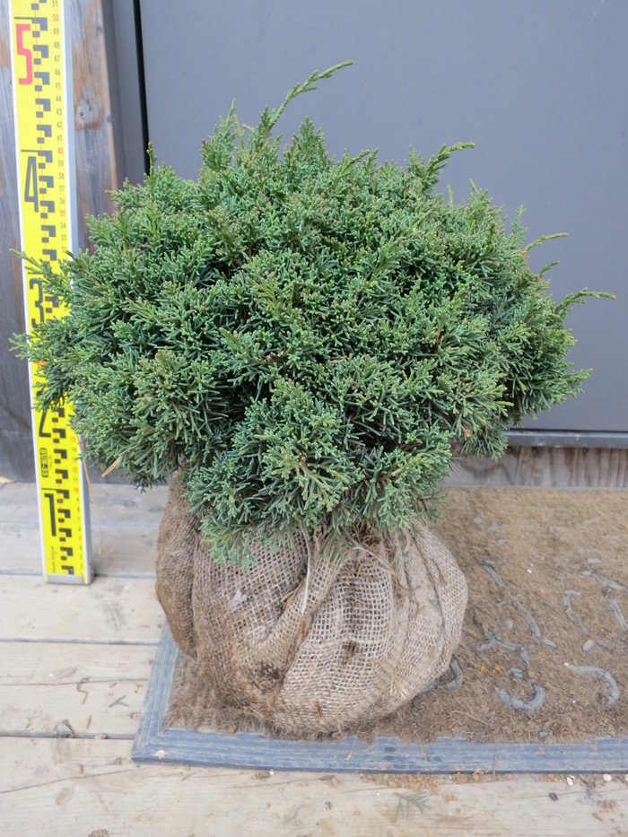 シンパク ミヤマビャクシン 玉仕立て 販売 画像 写真 価格 値段 庭木