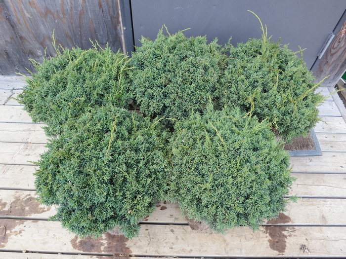 シンバク玉　苗木　針葉樹 シンバク玉 苗木 針葉樹 シンバク玉 苗木 針葉樹 楽天市場】［生産者