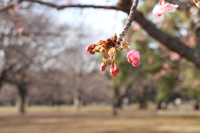 河津桜_b0211545_21343789.jpg