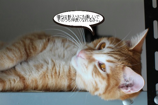 新入りさんにいじける 保護猫さんのご縁探し 新入りさんにいじける 保護猫さんのご縁探し
