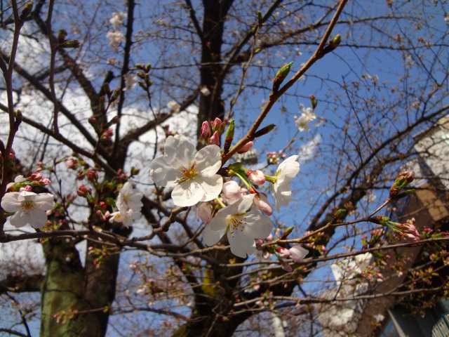 東京出張で桜!  ★2013.3.19_d0151746_12484747.jpg