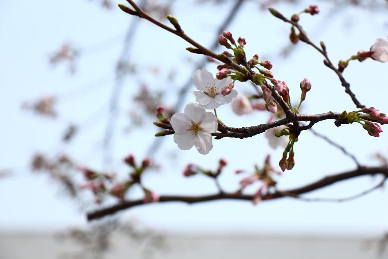 劇団四季 桜の蕾 ほころぶ 木洩れ日のなかで 劇団四季 桜の蕾 ほころぶ 木洩れ日のなかで