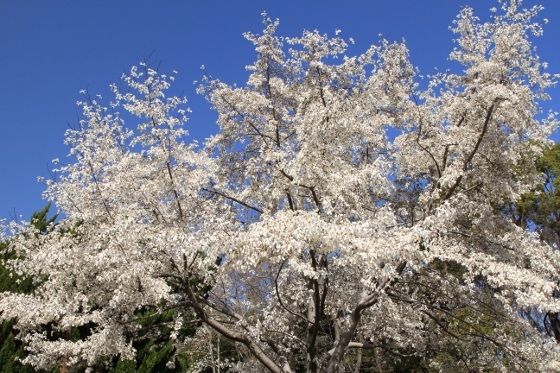 a0120949_89128.jpg