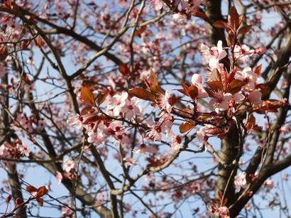 春の嵐と桜_c0086649_15533039.jpg