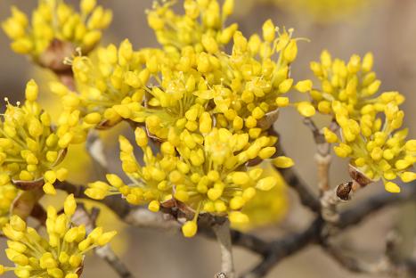 初春に見かける黄色い花の樹木 ３種 レッツ寄り道 気ままにphoto