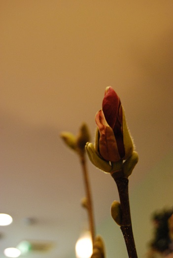 モクレン_a0201358_17495932.jpg