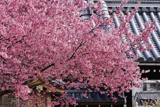 ～京都に春の到来を告げるおかめ桜～　京都・出町柳　長徳寺ほか　_b0063958_0473422.jpg