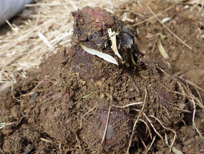 アカメ無事越冬、石川早生とエビイモ失敗3・18里芋植え付け_c0014967_7305175.jpg