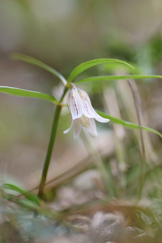 平松カタクリ園、カタクリ_b0198768_15243025.jpg