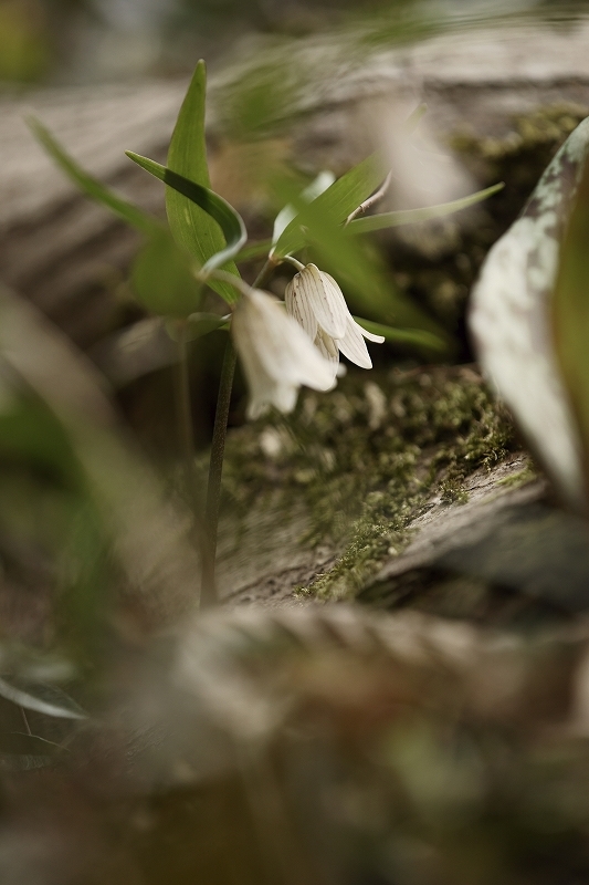 平松カタクリ園、カタクリ_b0198768_15254478.jpg