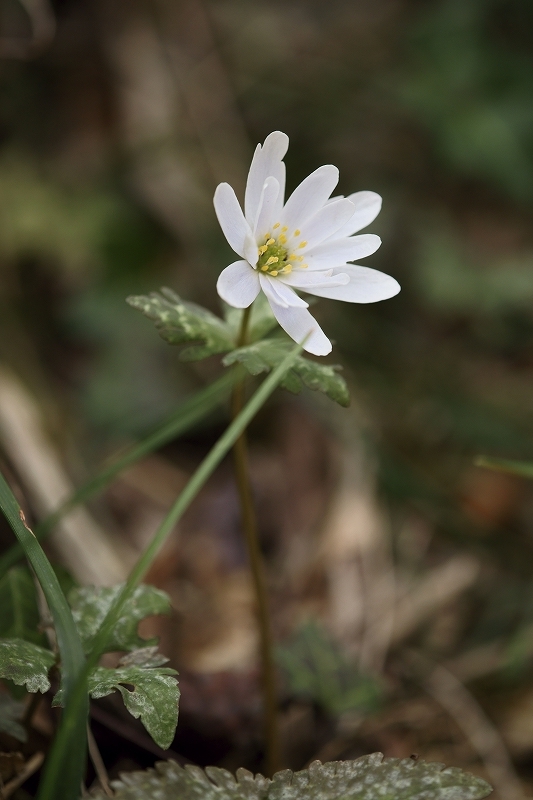 平松カタクリ園、カタクリ_b0198768_153071.jpg