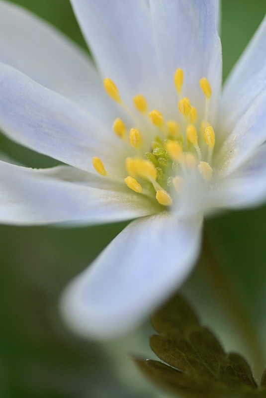 平松カタクリ園、カタクリ_b0198768_1542196.jpg