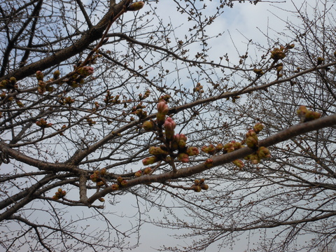 北の花壇の様子。。。＋　栃木市永野川緑地公園へ。_b0287168_17395750.jpg