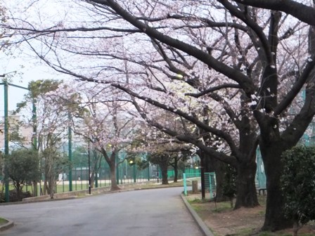 本日の桜_b0243169_23335026.jpg