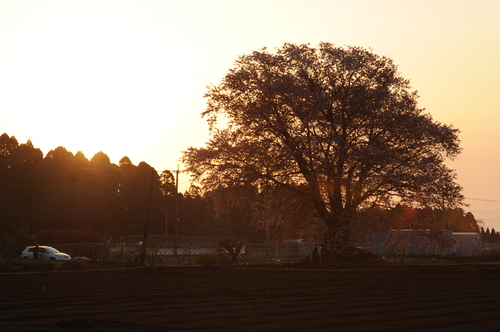 大坪桜　国富町八代　１３年３月_a0043276_331155.jpg