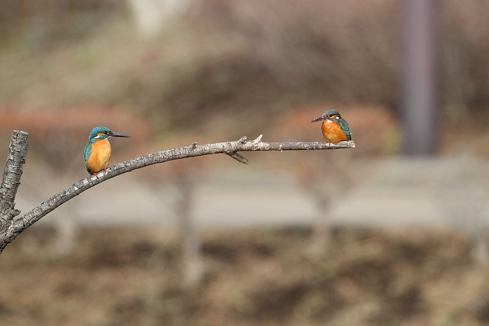 近所で鳥見（カワセミ）_a0167480_99377.jpg