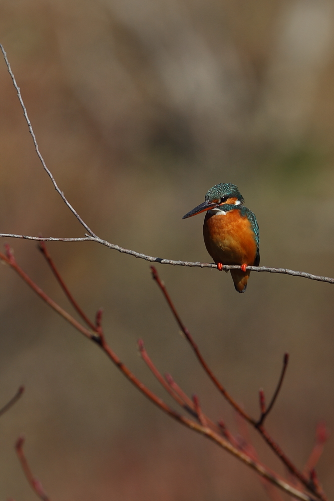 近所で鳥見（カワセミ）_a0167480_99585.jpg