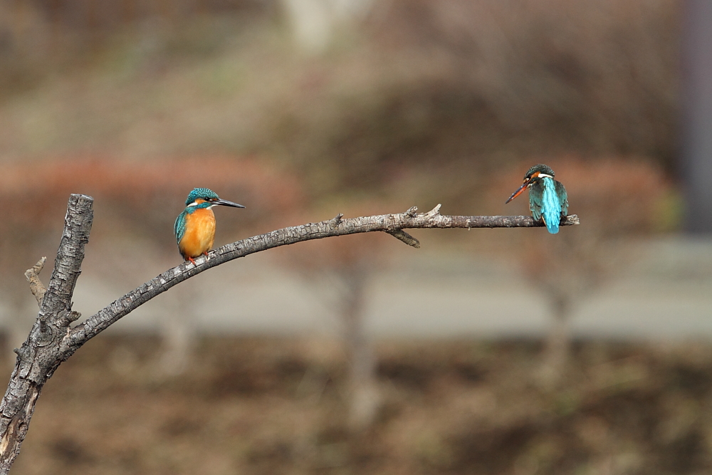 近所で鳥見（カワセミ）_a0167480_99745.jpg