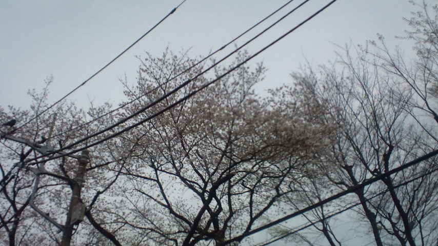 桜花ビフォーアフター_e0254682_1754624.jpg
