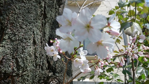 『サクラ』_a0075684_0545842.jpg