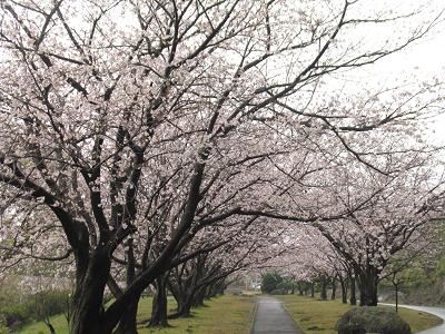 悪天候の「春分の日」に桜を撮影しました～鹿児島市坂之上_e0130185_1684770.jpg