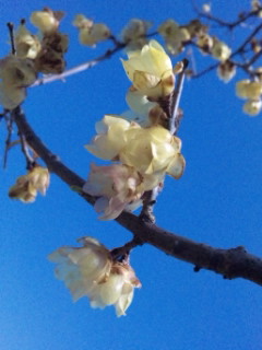 春の匂い_a0225587_850687.jpg