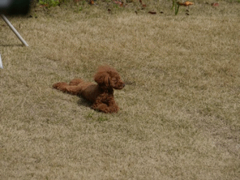b0175688_21575721.gif