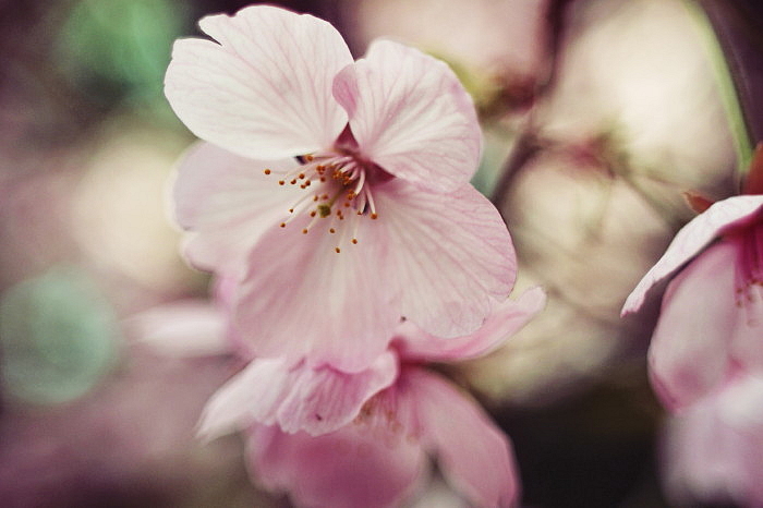 sakura　３・２０_d0127888_1836598.jpg