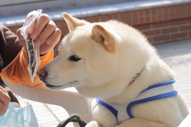かぼちゃんの機嫌を直すには_a0126590_22111389.jpg