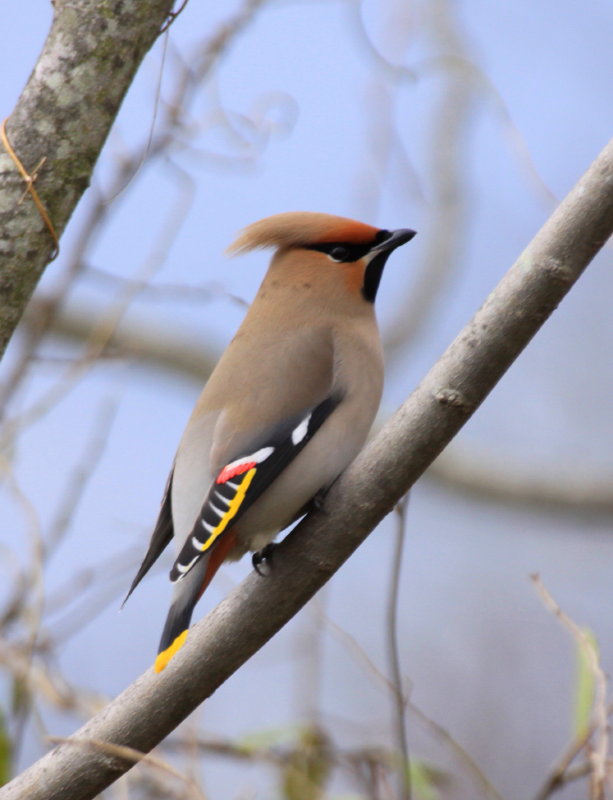 今日は、キレンジャク ホオジロの道楽部屋