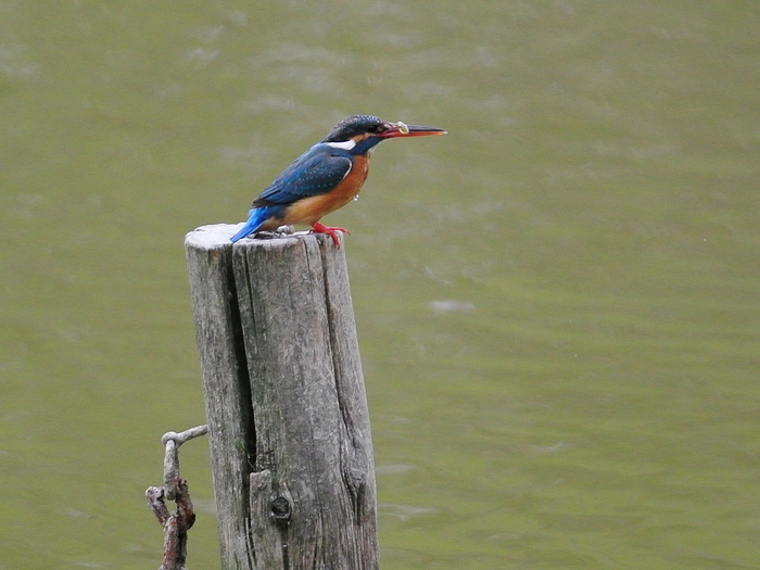 カワセミ（翡翠）、雌/Female Common Kingfisher_a0223993_23185792.jpg