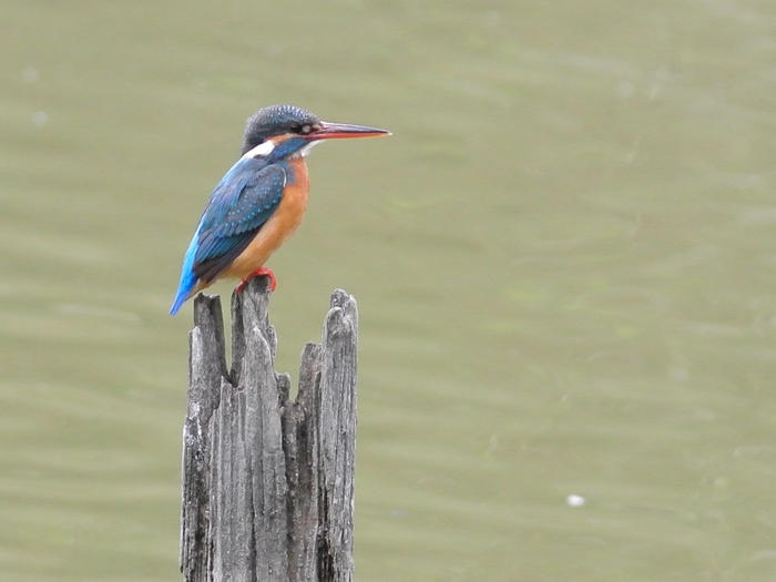 カワセミ（翡翠）、雌/Female Common Kingfisher_a0223993_23271733.jpg