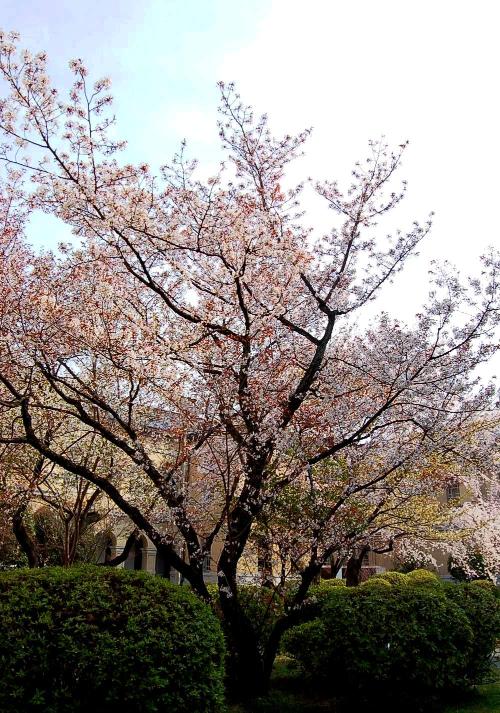 行かなくちゃ~♪♪、京都府庁旧本館!の、容保桜!に、逢いに、行かなくちゃ~♪♪ハハハーー。_d0060693_19434456.jpg