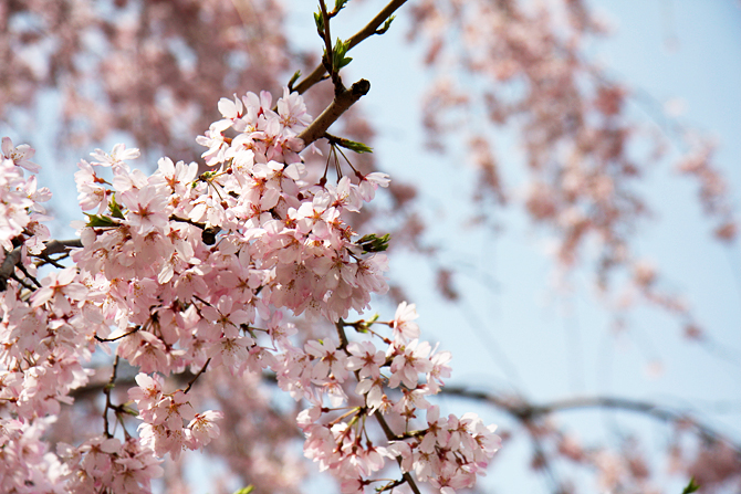 ヨコハマな桜2013@山下公園_c0025895_23191329.jpg