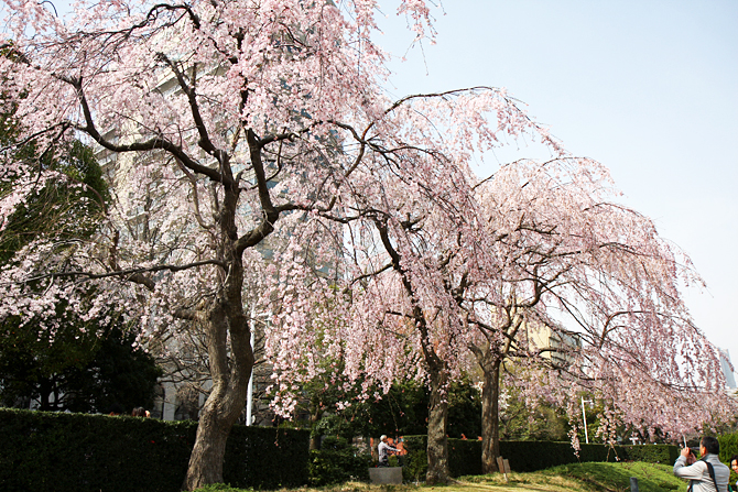 ヨコハマな桜2013@山下公園_c0025895_23194922.jpg