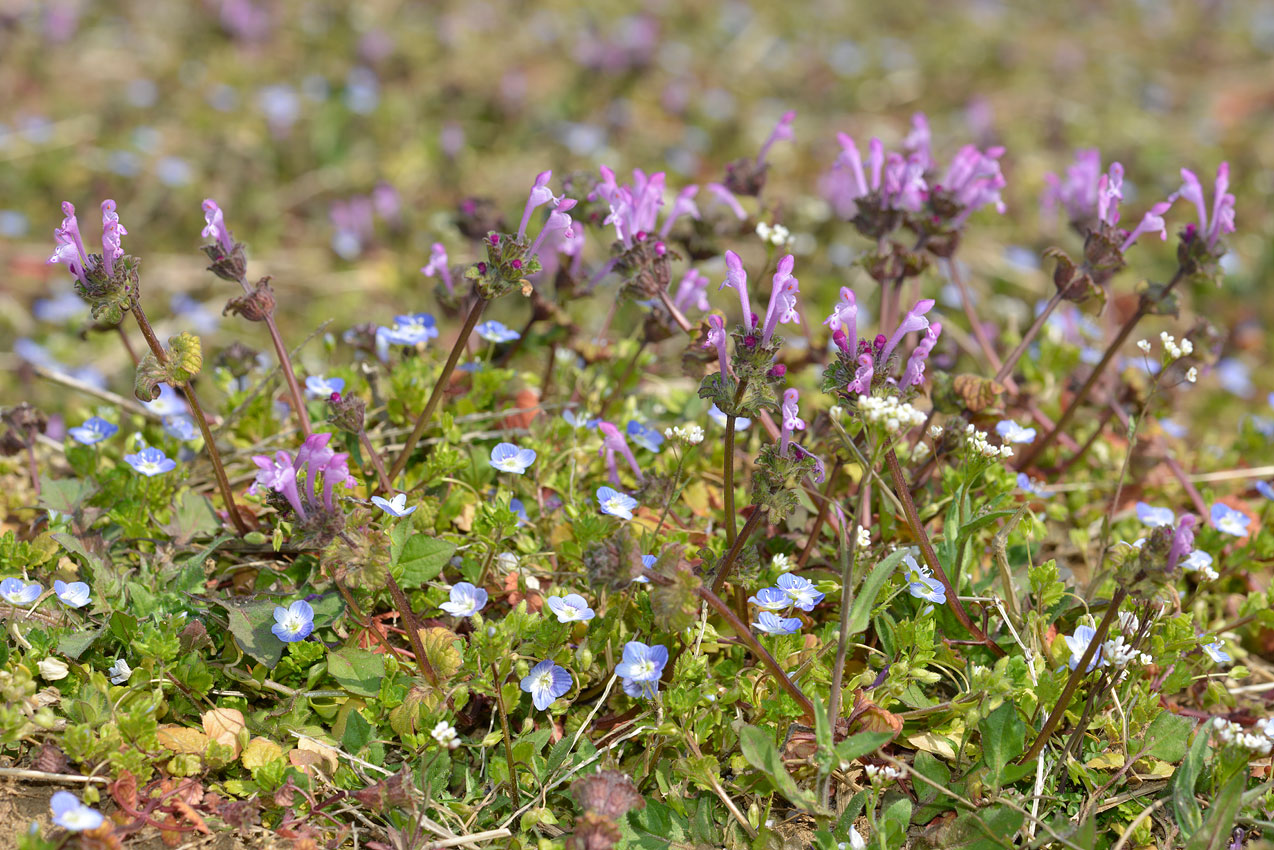 雑草の花見 ホトケノザのじゅうたん 自然観察大学ブログ