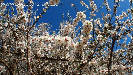 SAKURA_f0060099_18173844.jpg